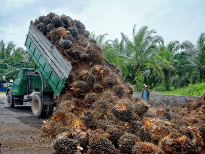 ชุมนุมสหกรณ์ชาวสวนปาล์มน้ำมันกระบี่ จำกัด ... พารามิเตอร์รูปภาพ 13